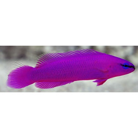 Pseudochromis fridmani, femelle taille L, élevage FR (ACDP)