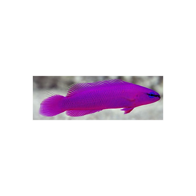 Pseudochromis fridmani, femelle taille L, élevage FR (ACDP)