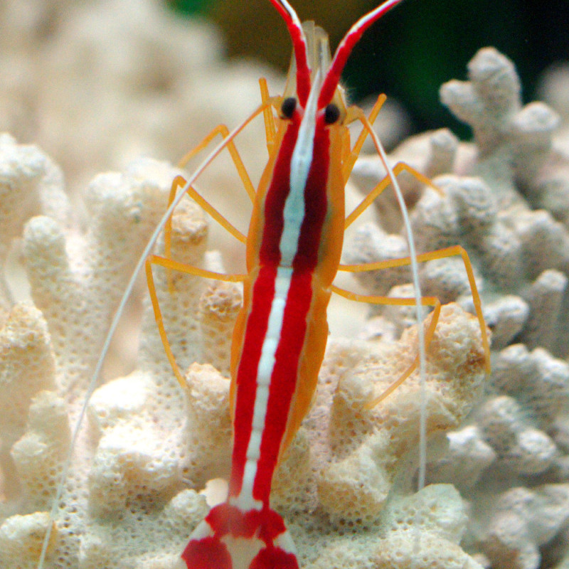 Alpheus randalli