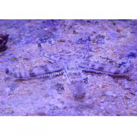Ophiolepsis superba