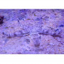 Ophiolepsis superba