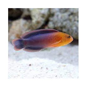 Pseudochromis Dilectus