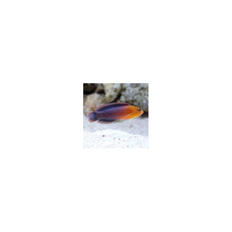 Pseudochromis Dilectus