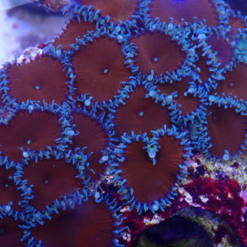 IDENTIC - ELEV MA - Palythoa sp - v07 Red Death - 5/10 pol.