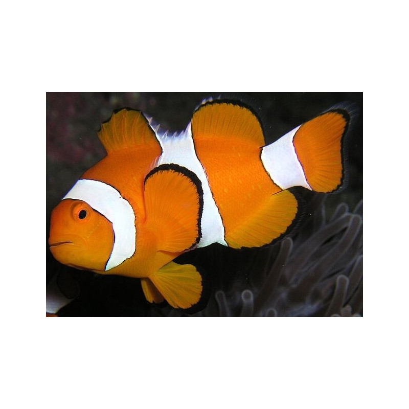Amphiprion Onyx - Taille XL