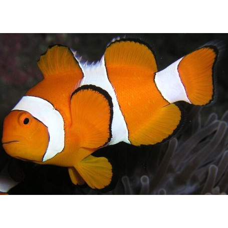 Amphiprion Onyx - Taille XL