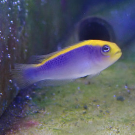 Pseudochromis Flavivertex, Elevage