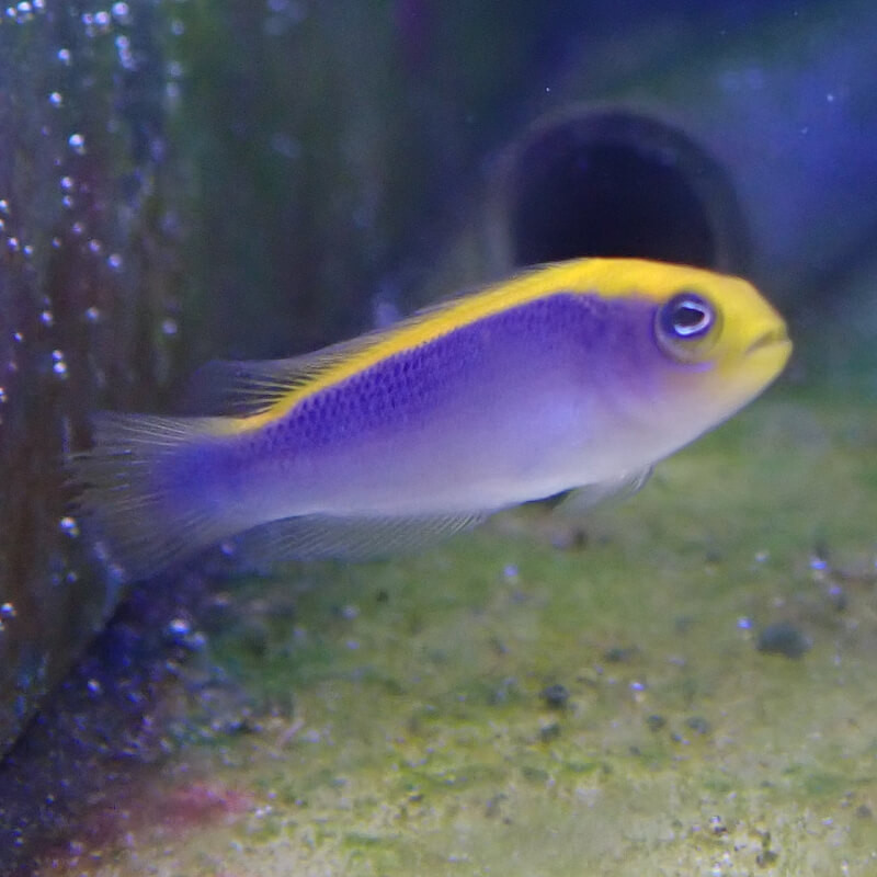 Pseudochromis Flavivertex, Elevage