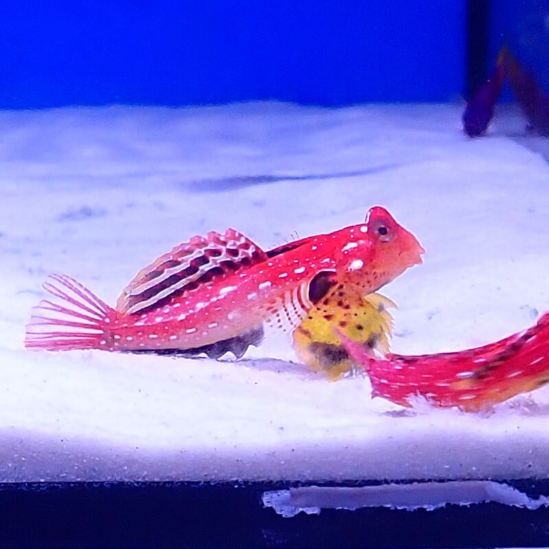 Synchiropus sycorax