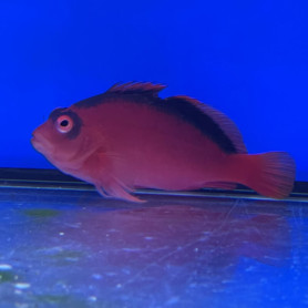 Neocirrhites Armatus