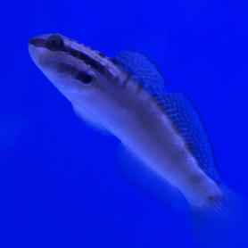 Amblygobius Phalanea