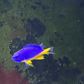 Chrysiptera hemicyannea