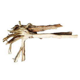 racine dressée - le Kg