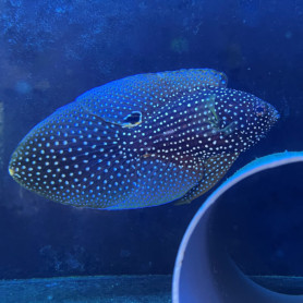 Calloplesiops altivelis - Betta de Mer - Comète - Adulte