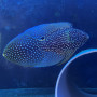 Calloplesiops altivelis - Betta de Mer - Comète - Adulte