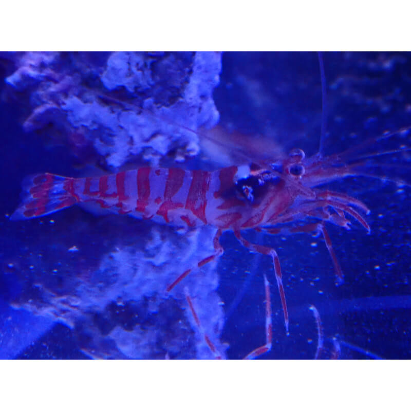 Lysmata kuekenthali - mangeuse d'aiptasia