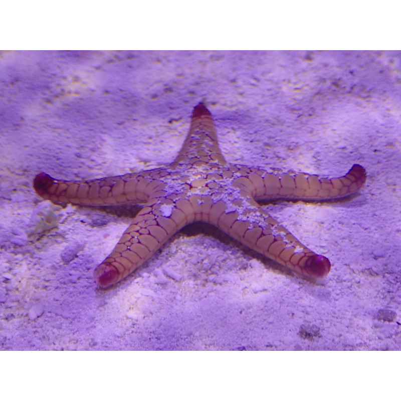 Fromia sp - var 1