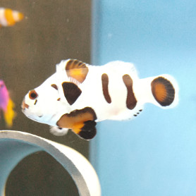 Amphiprion mocha storm - élevage FR (ACDP) - 3-4 cm