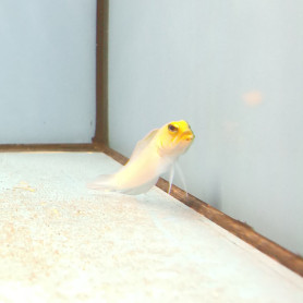 Opistognathus aurifrons