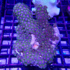 WYSIWYG - zoathus - ELEVAGE - ZOA001