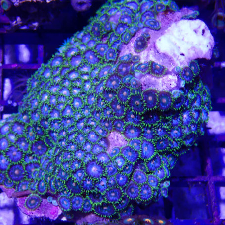 WYSIWYG - zoanthus - ZOA002