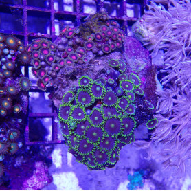 WYSIWYG - zoanthus - ELEVAGE - ZOA003