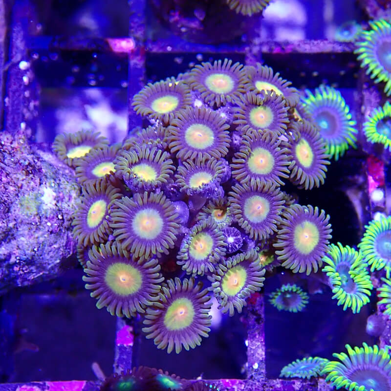 WYSIWYG - zoanthus 'tutti frutti' - ELEVAGE MA - ZOA005