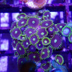 WYSIWYG - zoanthus 'blue star' - ELEVAGE MA - ZOA006