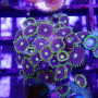 WYSIWYG - zoanthus 'blue star' - ELEVAGE MA - ZOA006