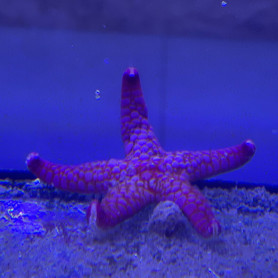 Fromia sp - var 2 - Rose