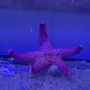 Fromia sp - var 2 - Rose