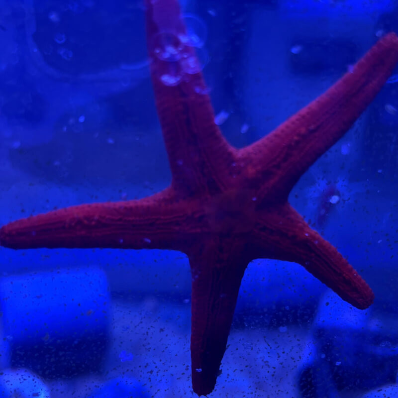 Fromia Monilis
