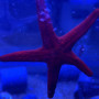 Fromia Monilis