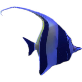 Zanclus Corantus - Taille XL