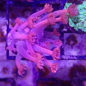 Goniopora sp - rouge / rose