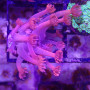 Goniopora sp - rouge / rose