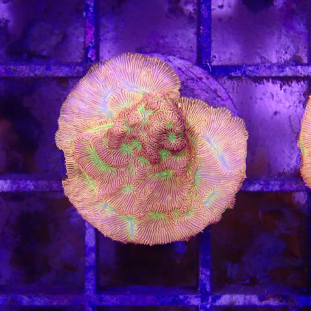 Leptoseris sp -  jack o lantern - M