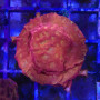 Leptoseris sp - rouge / orange - S