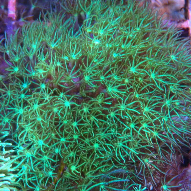 Briareum / pachycalvularia sp - var. 3