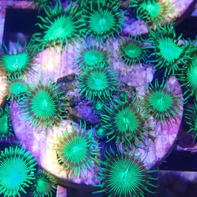 Palythoa sp -  'nuclear green'