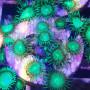 Palythoa sp -  'nuclear green'