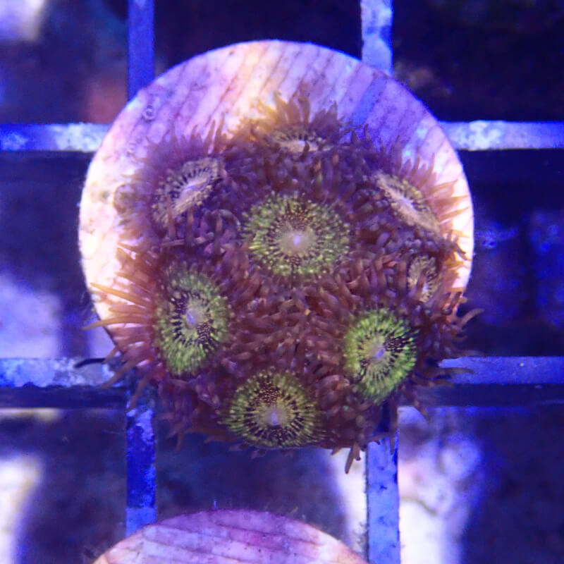 Zoanthus sp -  'pink and gold'