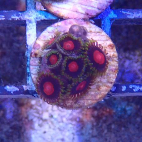 Zoanthus sp -  'pink eyes'