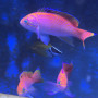 Pseudanthias bimaculatus - Mâle -  Taille L