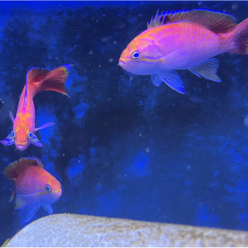 Pseudanthias bimaculatus - Mâle -  Taille L