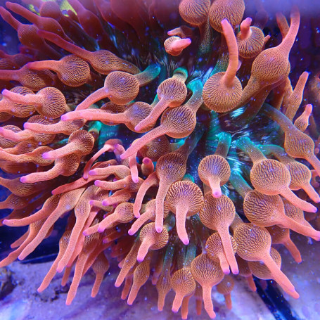 Entacmaea Quadricolor - 'Sunburst' - élevage MA - Taille M/L