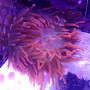 Entacmaea Quadricolor -  Rouge - Taille XL -  WYSIWYG - ANEM02