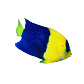 Centropyge Bicolor - 4-6cm