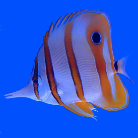 Chelmon Rostratus - XS