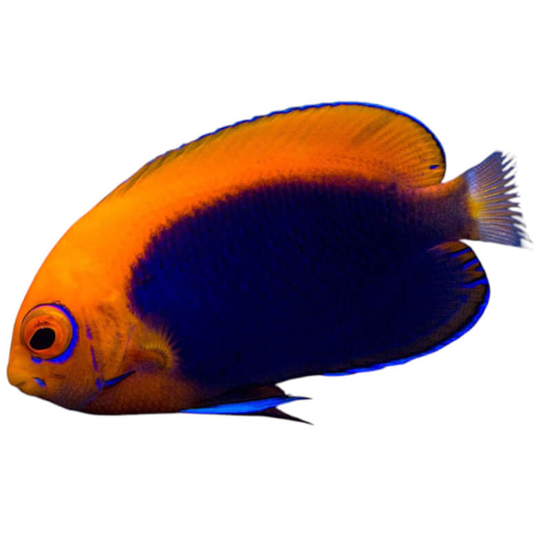 Centropyge Acanthops